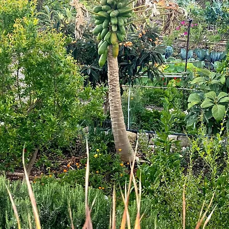 Casa Emblematica La Guazadera Güimar