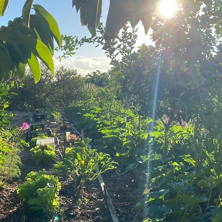 Casa Emblematica La Guazadera * Güimar