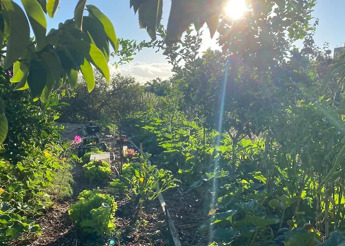 Casa Emblematica La Guazadera * Гуимар